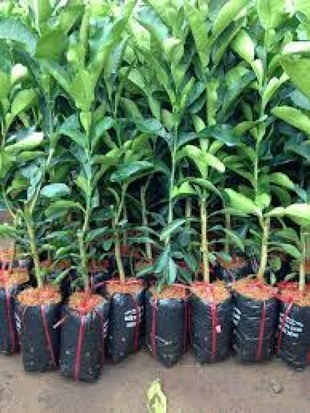 Bưởi Da Xanh Thái Lan