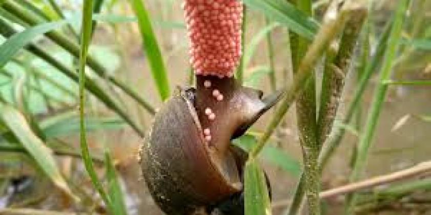 Tên bài viết: vd: Ốc bưu vàng (yellow snail)